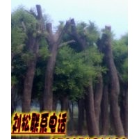 法桐/速生白蠟/國槐/優質國槐種子培養基地/山東大旺苗圃
