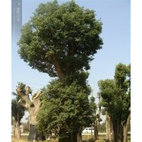 出售香樟，香泡，桂花，楊梅，山茶等