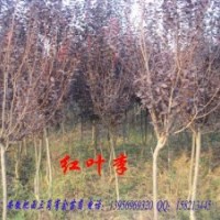 甩賣！紅葉李、地經(jīng)3-5公分量大