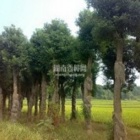 供應精品香樟樹大苗