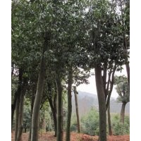 湖北宜昌三峽鑫林苗圃低價(jià)供應(yīng)8公分以上全冠、移植紅果冬青