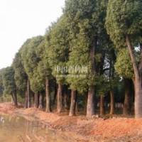 供應精品香泡—益陽綠波園林打折價