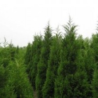 供應蜀檜價格蜀檜批發 蜀檜基地 蜀檜熱銷中