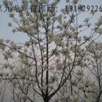 供應雪松。紅葉石楠。大葉女貞。馬褂木。紫花泡桐
