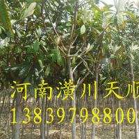 枇杷，枇杷樹