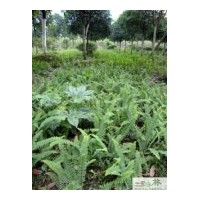 苗圃苗木工程腎蕨高度：30-40公分