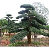 出售桂花、紅花繼木、春、夏杜鵑、金葉汝貞，四季桂、香樟、廣玉