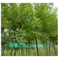 河北國槐 二次定桿國槐價格