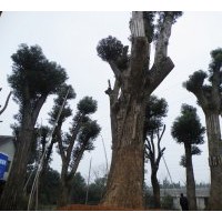 供應(yīng)移栽香樟 骨架香樟 全冠