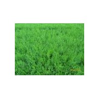 供應1.1米以上營養缽側柏苗