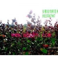供應彩葉樹種全紅楊