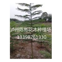 供應1公分藍花楹，藍花楹米徑1公分