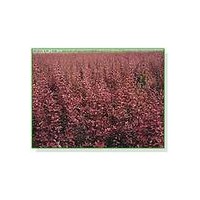 供應(yīng)紫葉李，紅葉李，香花槐，黃金槐，紫穗槐，榆樹(shù)