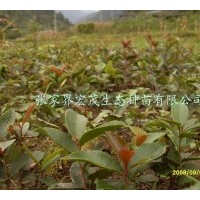 供應油茶苗木