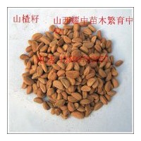 供應(yīng)文冠籽6噸、山楂籽5噸