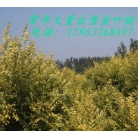 大量供應金葉榆