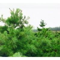 供應華山松 白皮松 油松 雪松 華山松 黑松 樟子松 側柏