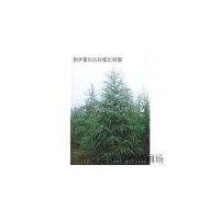 供應4米雪 廣玉蘭 女貞 石楠 樸樹等