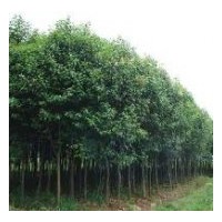 供應高桿女貞.紅葉李.香樟.金桂..廣玉蘭