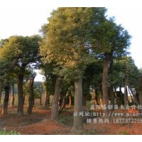 湖南香樟樹批發