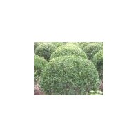 供應黃楊球 爬地柏、側柏、塔柏、扶芳藤、花柏球、沙地柏、紅梅