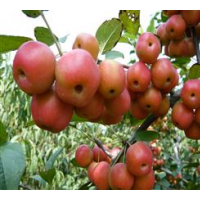 售甜茶果、甜茶種、甜茶苗。