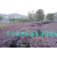 紅花繼木 高30公分，冠30公分，數量200萬株