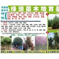 大量低價供應(yīng)各種果樹苗和綠化樹、白皮松苗