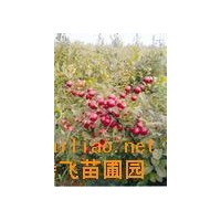 鈣果苗+薄殼香、8518. 中林、遼核、香玲、晉龍1-2號