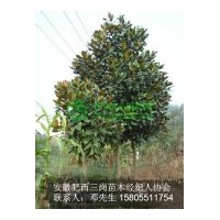 供應廣玉蘭 各種規格都有