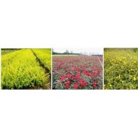 45萬畝苗木直銷批發.行道樹.花灌木.球類.小苗類.竹子類.草坪類等