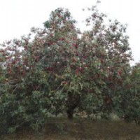 八棱海棠樹精品樹形河北懷來縣特價供應