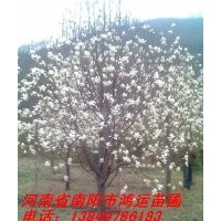 常年供應白玉蘭，紅玉蘭，二喬玉蘭，皂角，欒樹，五角楓等