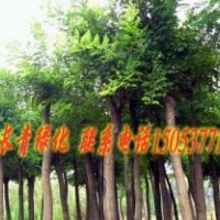 供應苗木 國槐 合歡 法桐 價格