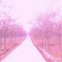 出售優質紅櫸樹