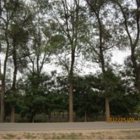大規(guī)格榆樹