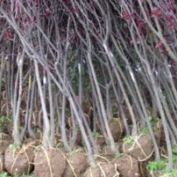 自產(chǎn):紅葉李、紫薇、紅葉桃等地經(jīng)2到8公分量大