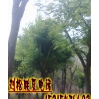 兗州國槐便宜嗎？大旺國槐基地