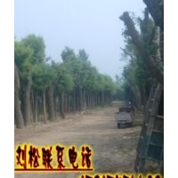 國槐/優質國槐花木之鄉-大旺苗木