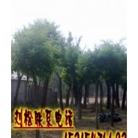 批發國槐苗木-國槐樹苗種子-國槐價格-國槐基地