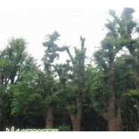合肥長綠苗圃長年供應各種規格樸樹