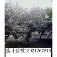 苗木市場在河北 大法桐河北碧桃保定欒樹