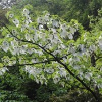 長期出售珙桐樹苗.藍花盈.金合歡樹苗.