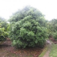 主營四季桂，八月桂，丹桂，廣玉蘭，紅楓、櫻花。紫薇，香樟、海