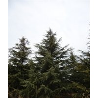 供應國槐、龍爪槐、雪松、蜀檜等