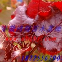 供應全紅楊