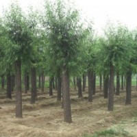 信苑苗圃供應(yīng)上萬棵10-20公分饅頭柳