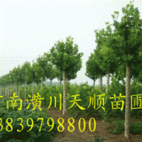 法桐，法桐價格，法桐基地，速生法桐，法國梧桐，懸鈴木，潢川法