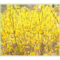 供應迎春、連翹、紫薇、梅花、海棠等綠化苗木-花木