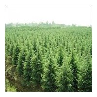南京萍宇苗木基地供應雪松,廣玉蘭,香樟等各種綠化苗